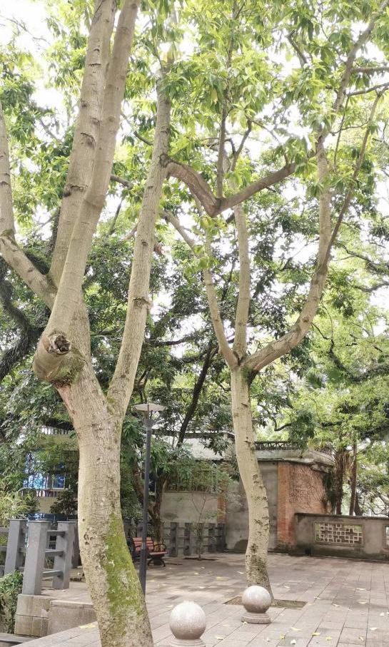 长乐一中吴航校区校园植物名录(二)