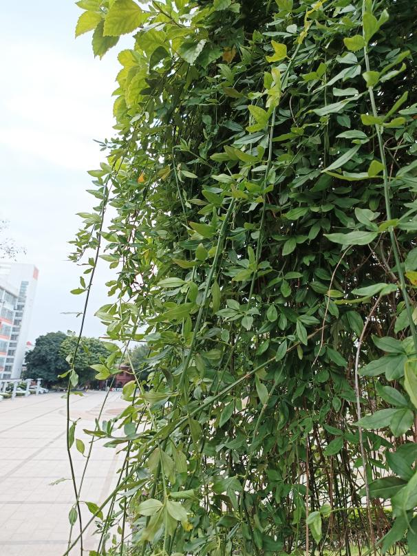 长乐一中吴航校区校园植物名录(六)